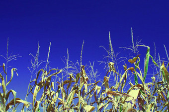 玉米蓝色的天空