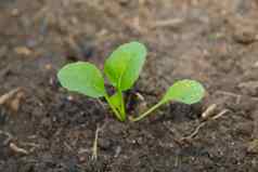 婴儿沙拉蔬菜植物提高土壤