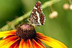 美丽的蝴蝶有图案的翅膀花紫锥菊