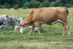 光棕色（的）牛吃草场