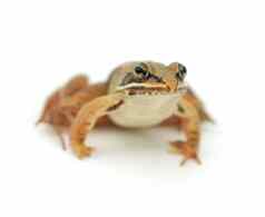 青蛙白色背景木青蛙