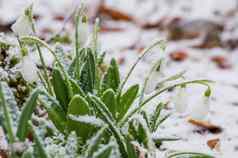 雪花莲白霜