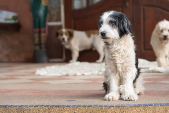 贵宾犬狗主人坐等待