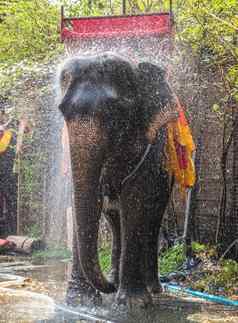 大象浴清洁