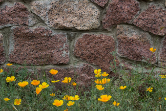 砖墙黄色的花绿色草背景