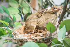 新生儿鸟雏鸟巢羽毛翅膀增长大