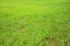 绿色草地草场足球泰国