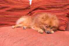 波美拉尼亚的狗头发流期睡觉沙发焦点