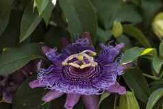 紫色的激情花西番莲caerulea