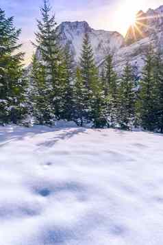 冬天阳光森林阿尔卑斯山脉