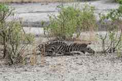 斑马博茨瓦纳非洲萨凡纳野生动物图片