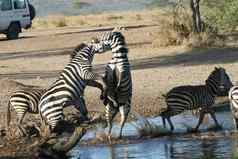 斑马博茨瓦纳非洲萨凡纳野生动物图片