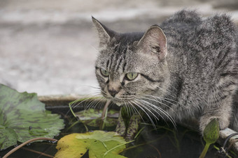 可爱的猫喝水池塘