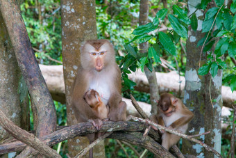 猴子玩树分支