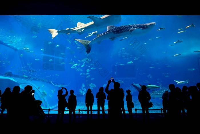 水族馆冲绳城市