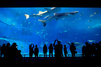 水族馆冲绳城市