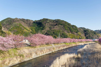 樱花树河蓝色的天空