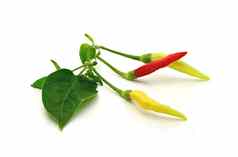 红色的黄色的胡椒绿色叶白色泰国胡椒
