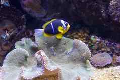 珊瑚生活海洋海潜水水下世界