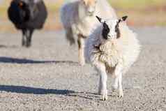 冰岛羊穿越路