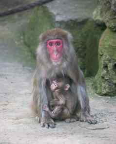 婴儿猴子妈妈。猴子动物园非洲哺乳动物动物
