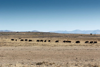 非洲水牛移动山斑马国家公园