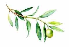 水彩插图橄榄分支孤立的白色背景