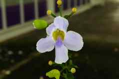 紫罗兰色的兰花新鲜的兰花自然新鲜的兰花自然令人惊异的兰花兰花点兰花兰花自然白色新鲜的兰花