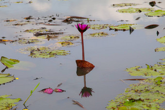 美丽的<strong>莲花池</strong>塘<strong>莲花</strong>花<strong>池</strong>塘完整的布鲁姆