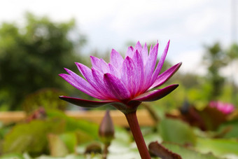 美丽的莲花池塘莲花花池塘完整的布鲁姆