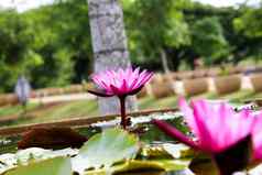 美丽的莲花池塘莲花花池塘完整的布鲁姆