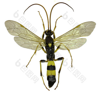 寄生黄蜂安布利特勒斯白色背景安布利特勒斯阿马托里乌斯弗雷斯特
