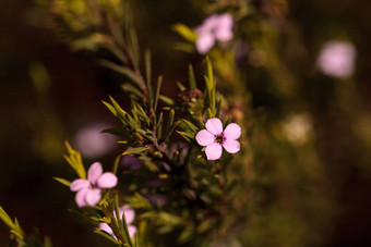 小粉红色的花钩端精子茶树