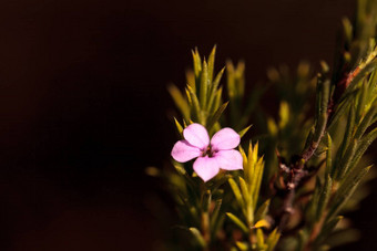 小粉红色的花钩端精子茶树