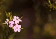 小粉红色的花钩端精子茶树