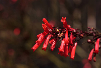 红色的管花朱红色号手penstemon