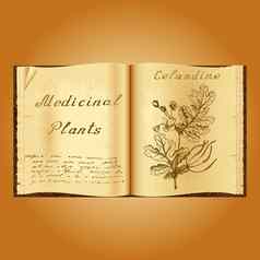 更大的白屈菜植物插图医疗植物书草药医生开放书
