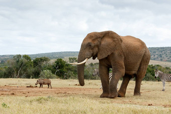 照片非洲布什大象