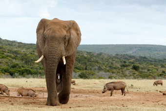 非洲布什大象未来更紧密的更紧密的