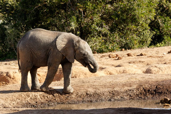 非洲布什婴儿大象喝水