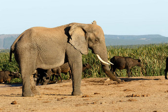 大非洲布什大象
