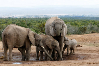 真正的非洲布什<strong>大象</strong>家庭