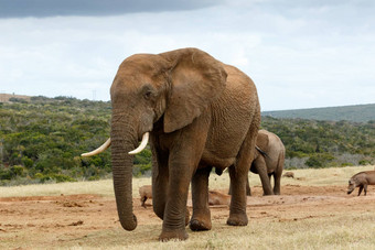非洲布什大象关闭