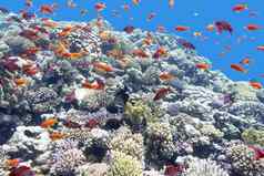 色彩斑斓的珊瑚礁Shoal鱼scalefinanthias热带海