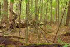 森林自然环境树保护生态系统
