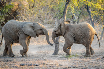 年轻的非洲<strong>大象</strong>玩