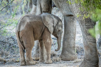 年轻的<strong>大象</strong>腿妈妈。