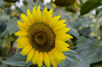 特写镜头开花<strong>向日葵向日葵</strong>年金日益增长的<strong>向日葵</strong>场