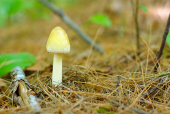 蘑菇自然环境森林地面