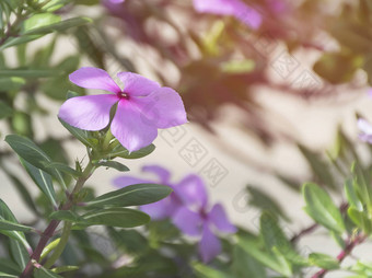 紫色的Catharanthusroseus也<strong>叫花</strong>粉红色的野<strong>花</strong>